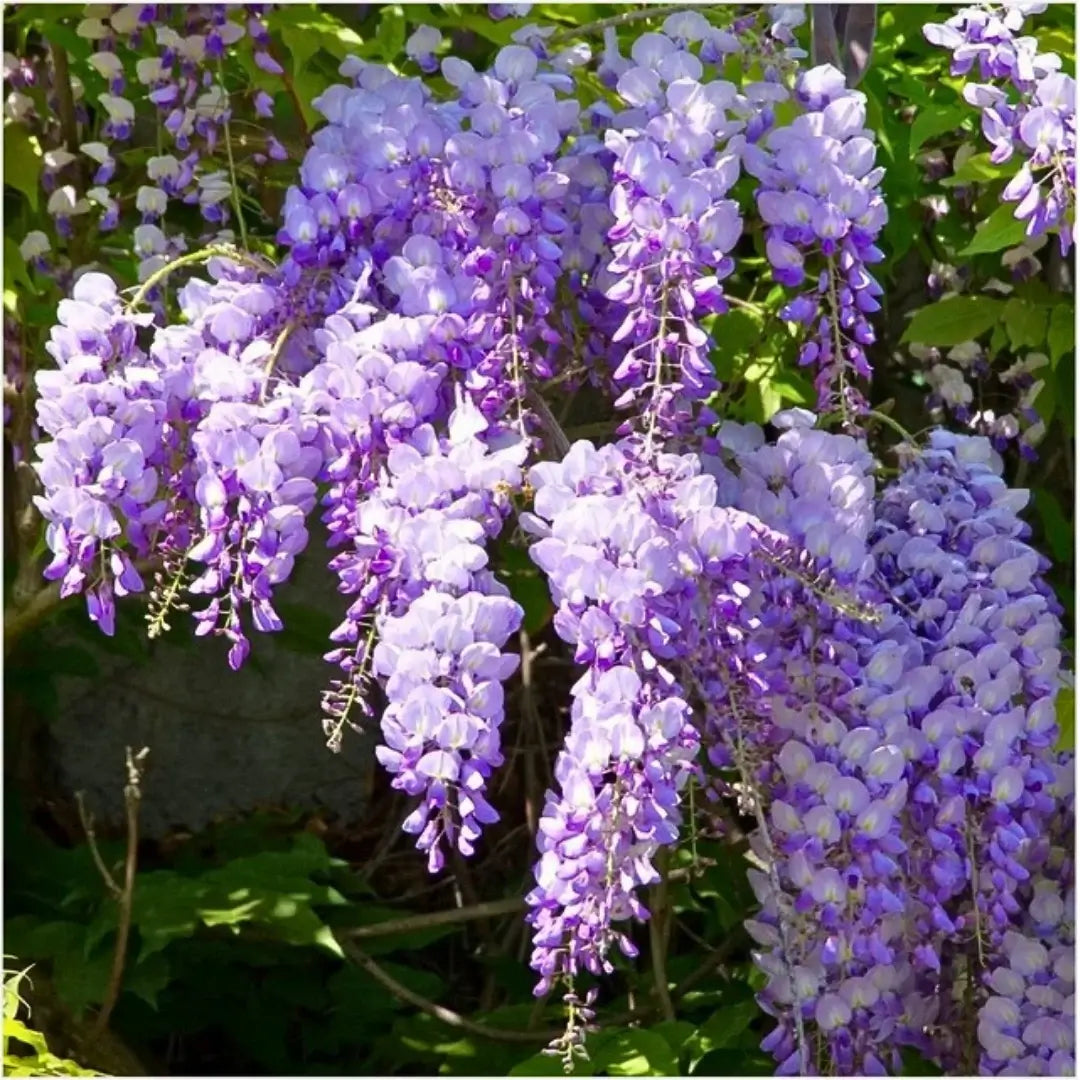 Wisteria Mística - Semillas del arbol asiático.