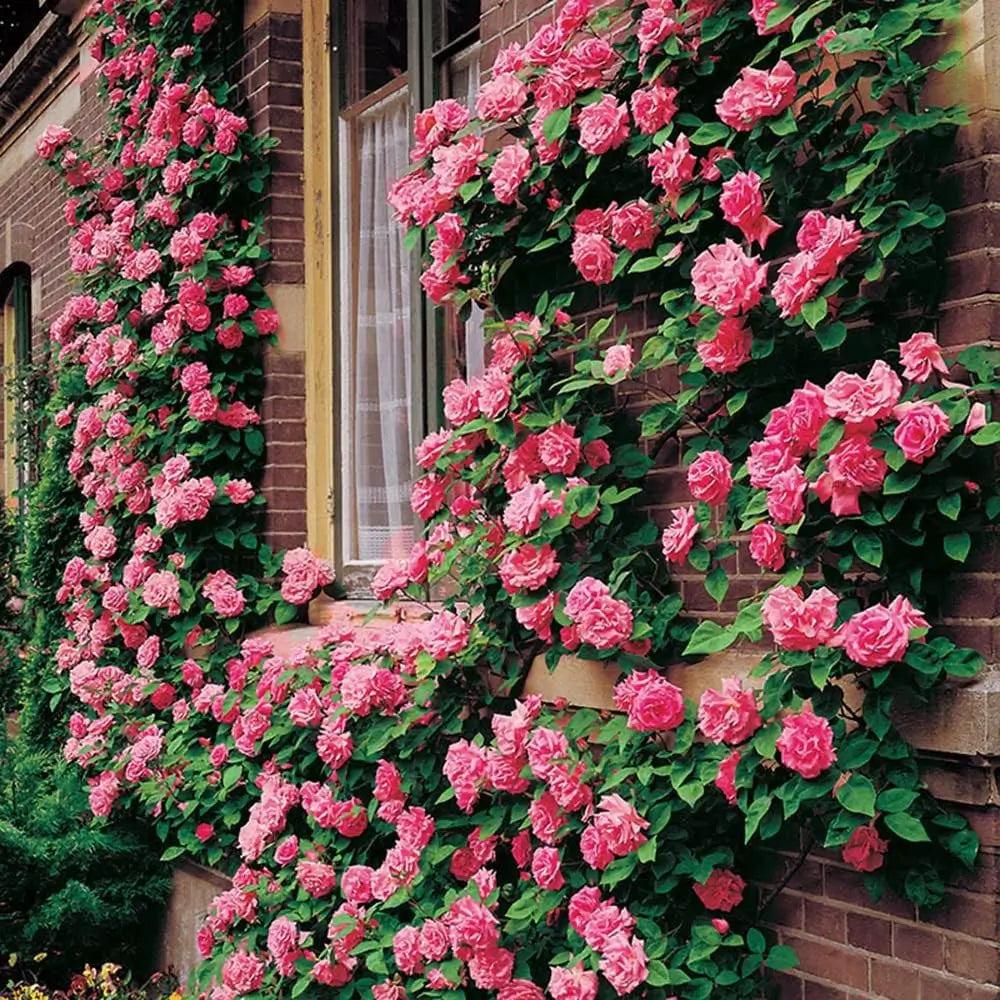 Flor de Altura – Paquete de Semillas de Rosas Trepadoras MULTICOLOR