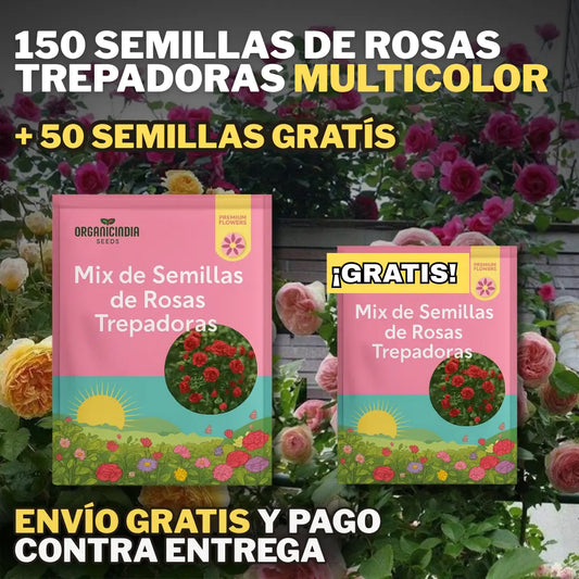 Flor de Altura – Paquete de Semillas de Rosas Trepadoras MULTICOLOR
