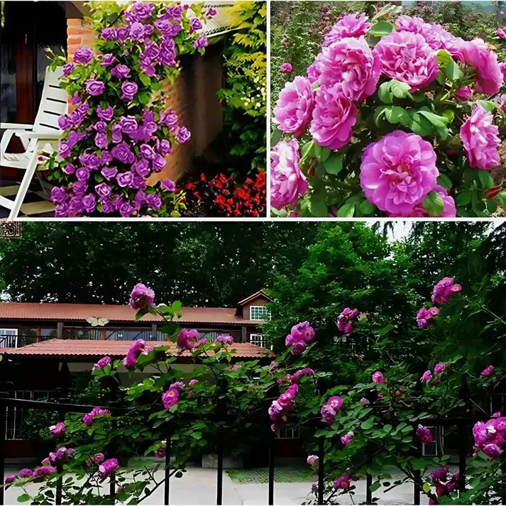 Flor de Altura – Paquete de Semillas de Rosas Trepadoras MULTICOLOR