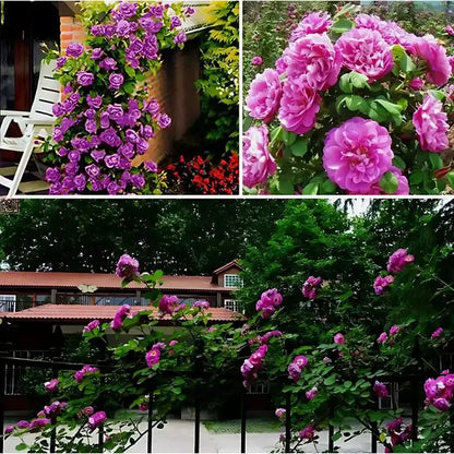 Flor de Altura – Paquete de Semillas de Rosas Trepadoras MULTICOLOR
