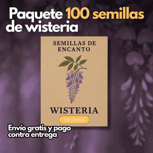 Wisteria Mística - Semillas del arbol asiático.