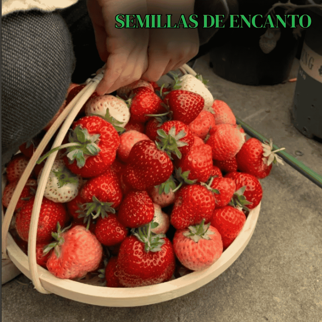 GranMora – semillas de fresa gigante